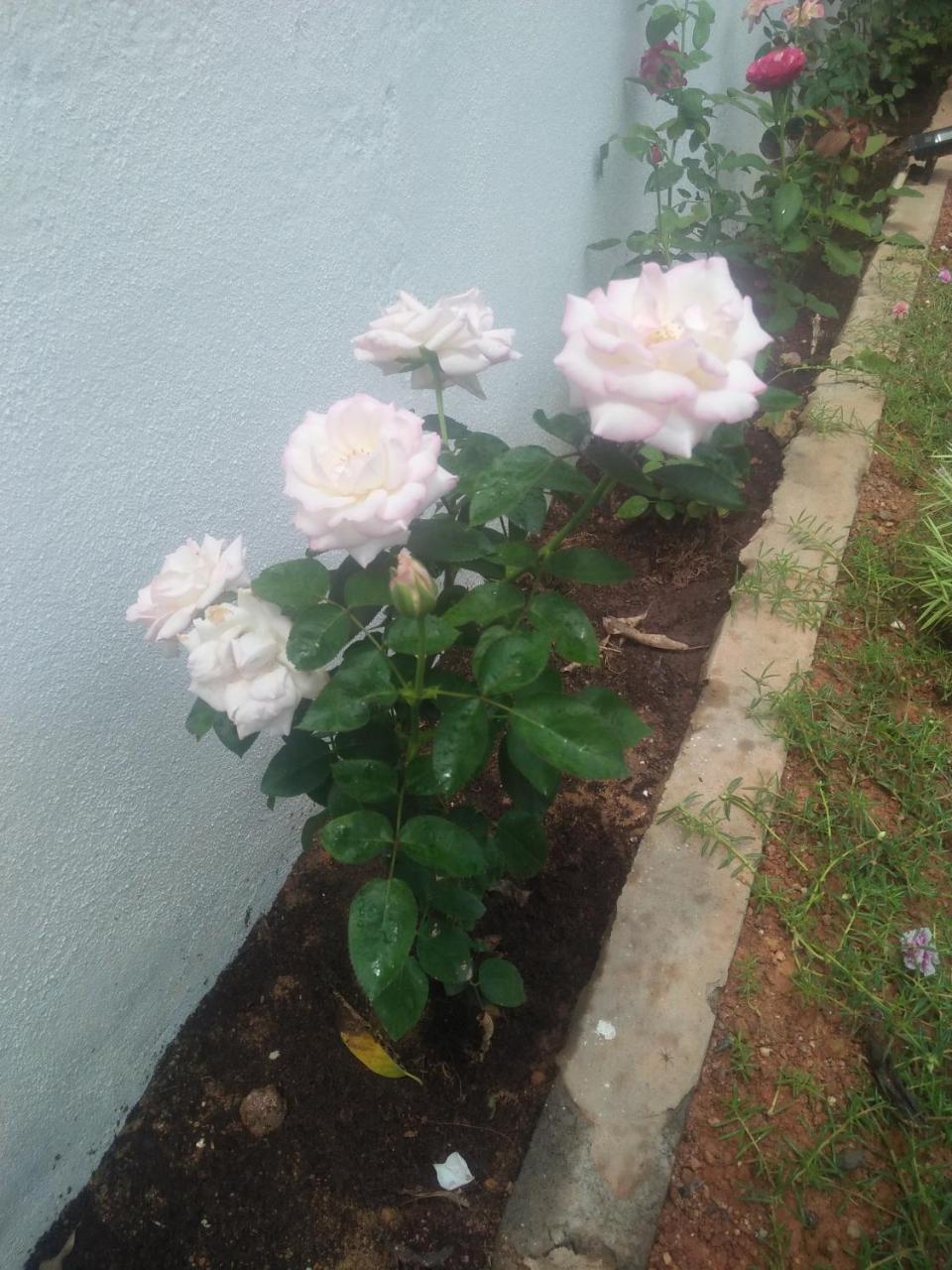 Living Home Negombo Luaran gambar